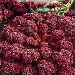 Капуста Скарлет кудрявая (листовая)