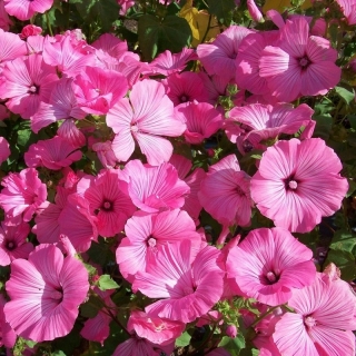 Лаватера Монт Розе