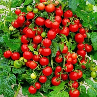 Томат Горшечный красный