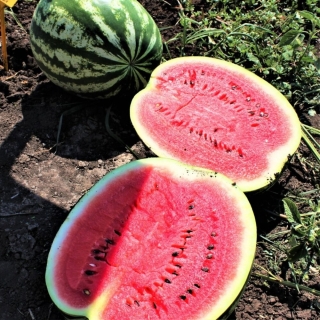 Арбуз Топ Ган F1