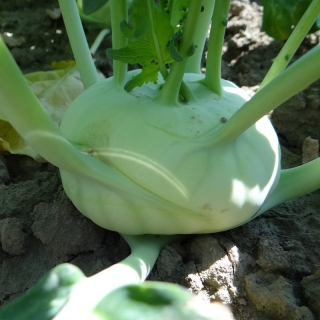 Капуста Венская белая-1350