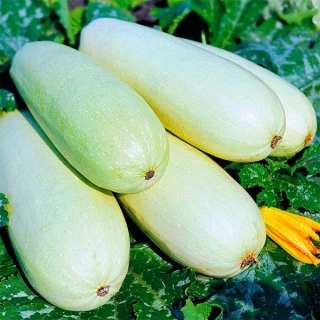 Кабачок Северный мишка