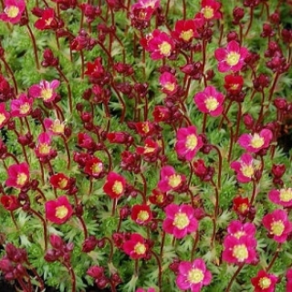 Камнеломка Пурпурный ковёр