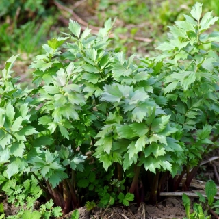 Любисток Одиссей