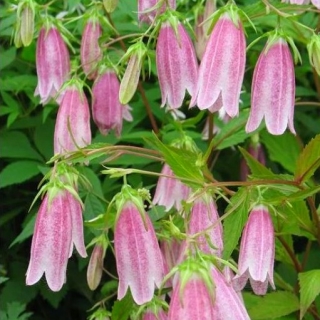 Колокольчик Малиновый звон Такесима