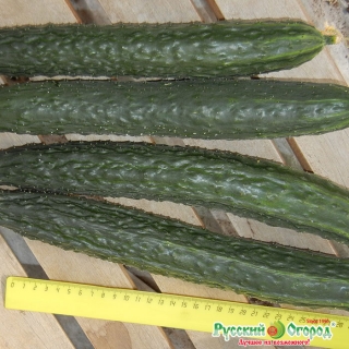 Огурец Русский размер F1