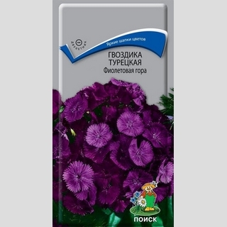 Гвоздика Фиолетовая гора (турецкая)