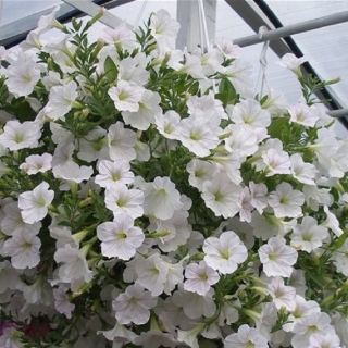 Петуния Суперкаскадная F1 Белая