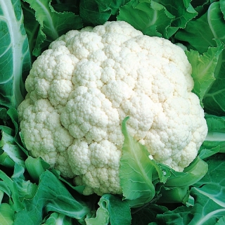 Капуста Стройняшка цветная