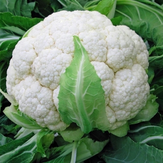 Капуста Дачница