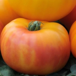 Томат Диво-дивное