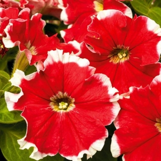 Петуния Калиффо Красная F1