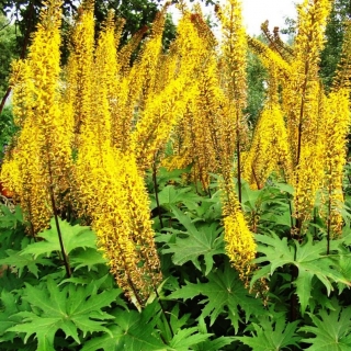 Бузульник Рокет (Пржевальского)