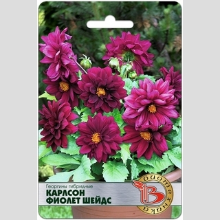 Георгина Карлсон Фиолет Шейдс