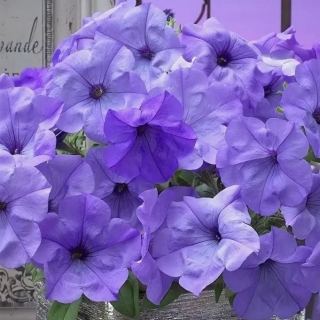 Петуния Ивнинг Сенсейшн F1 (Семена Профи)