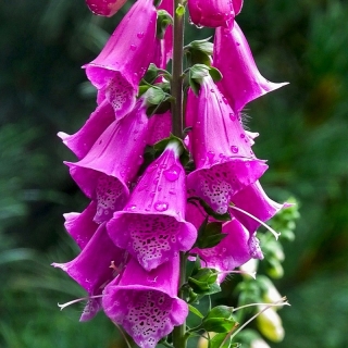 Наперстянка Старый Замок пурпурная