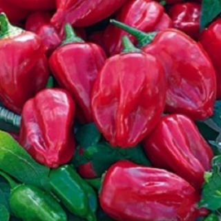 Перец Жгучая радость