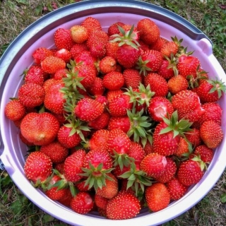 Земляника S1 Вечность