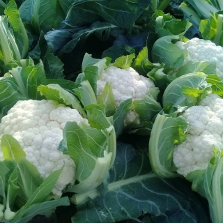 Капуста Белый замок (цветная)
