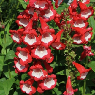 Пенстемон Огненное очарование гибридный