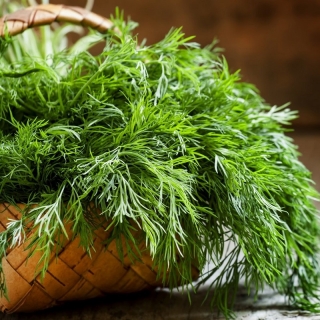 Укроп Карлик