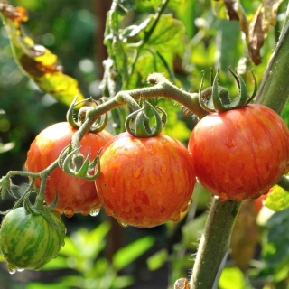 Томат Курочка Ряба (большой пакет)