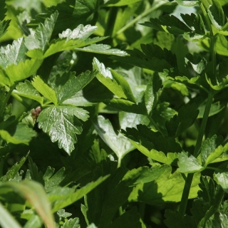 Сельдерей Нежный (черешковый и листовой)