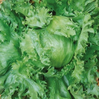 Салат Хруст (айсберг)