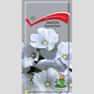 Лаватера Красотка белая