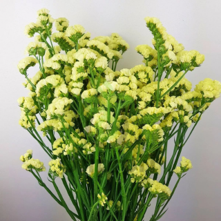 Статица Хипстер Еллоу