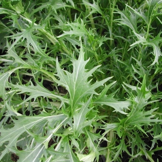 Капуста Изумрудный узор (японская)