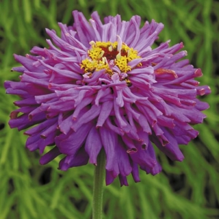 Цинния Лиловый император