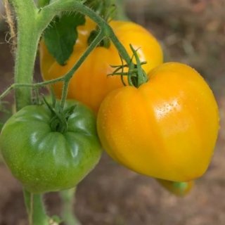 Томат Ваше Величество