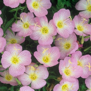 Энотера Орхидно-розовая (красивая)