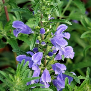 Змееголовник Молдавский лимонный