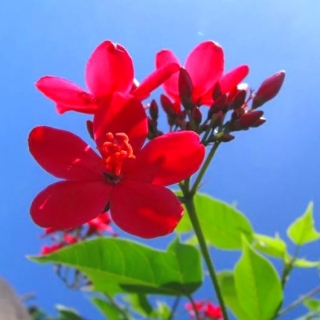 Кассия Камилла Ренигера