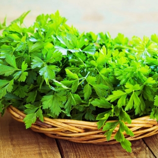 Сельдерей листовой Лекарь