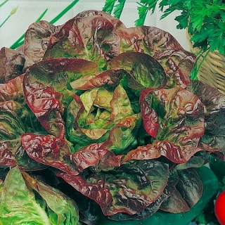 Салат 4 сезона (кочанный)