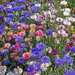 Василек Бордюрный смесь