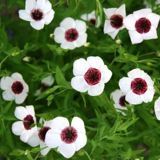 Лен Небесное око