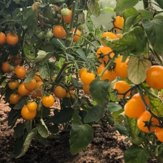 Томат Золотце