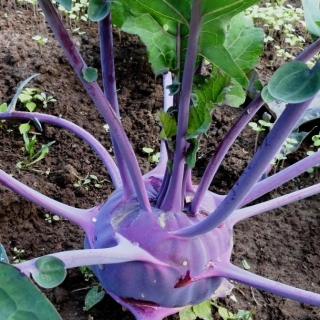Капуста Виолета