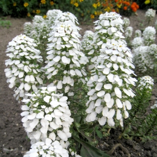 Иберис Айсберг