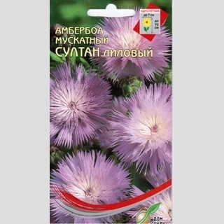 Амбербоа Султан лиловый (василек мускатный)