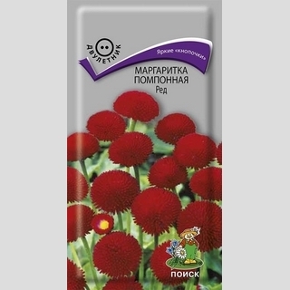 Маргаритка Ред (помпонная)