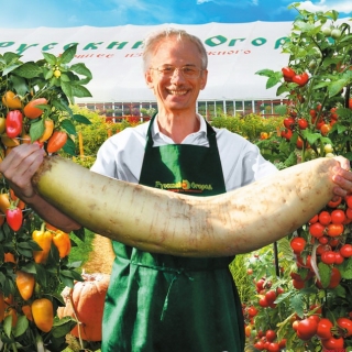 Дайкон Русский размер F1