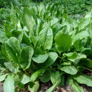 Щавель Семеновна