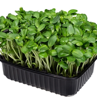 Микрозелень Подсолнечник Солнце на окошке