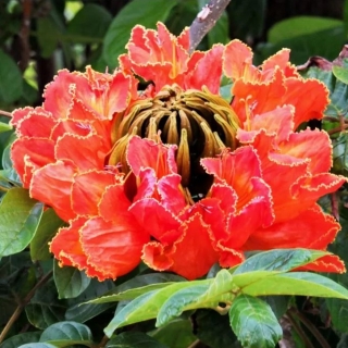 Спатодея Африканское тюльпанное дерево