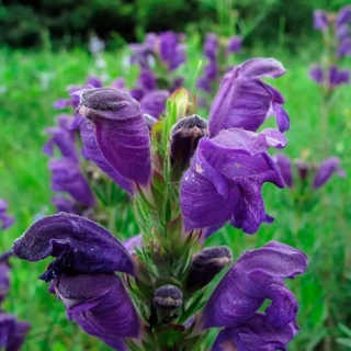 Змееголовник Лимонный аромат (молдавский)